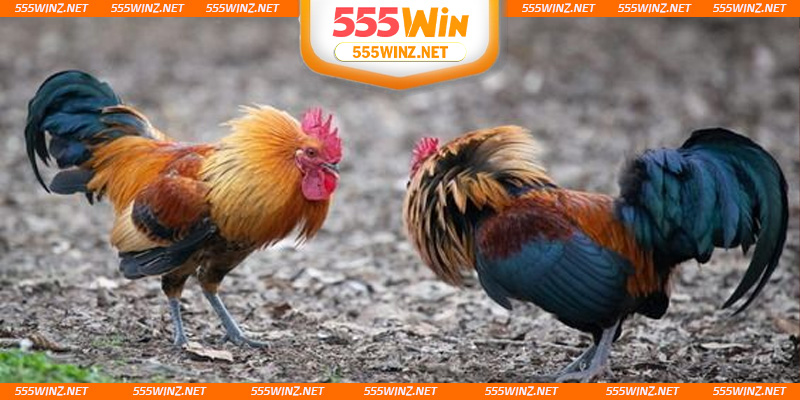 cong-nghe-phat-song-truc-tiep-da-ga-choi-c1-hien-dai